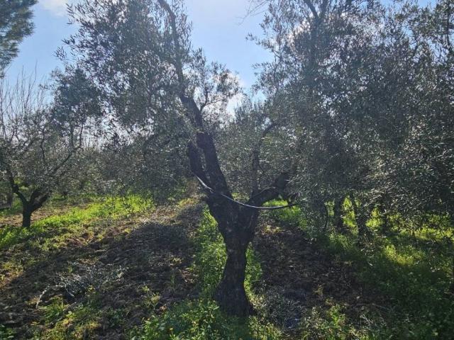 Terreno in vendita a Puglia, Foggia