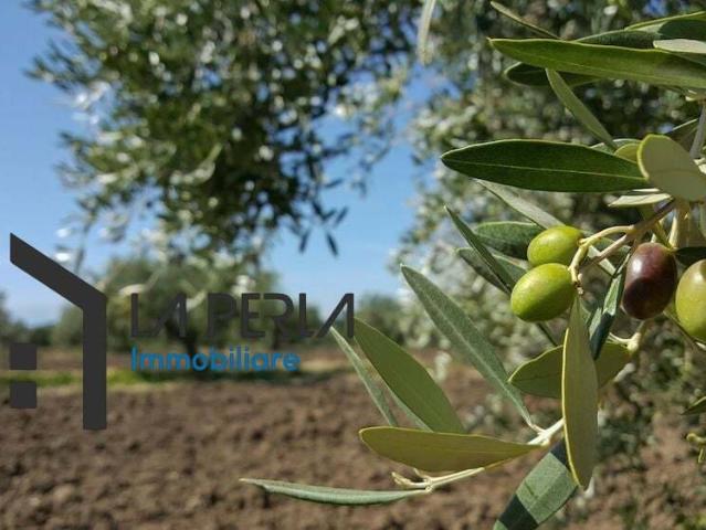 Terreno in vendita a Puglia, Foggia