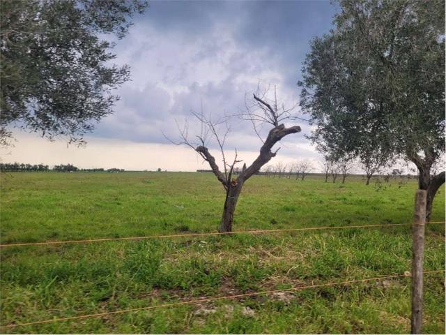 Terreno in vendita a Puglia, Foggia