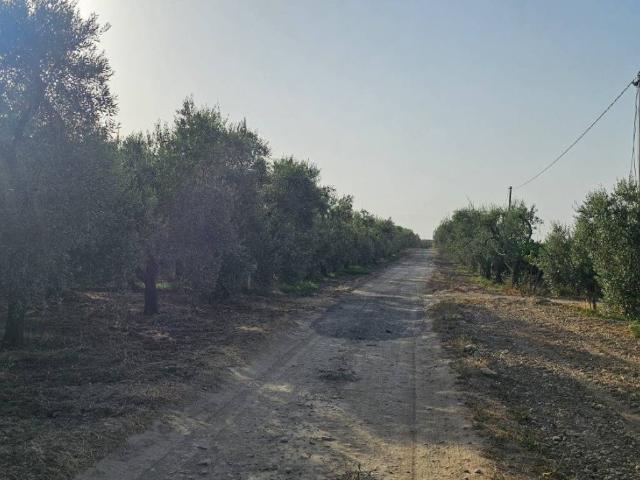Terreno in vendita a Puglia, Foggia