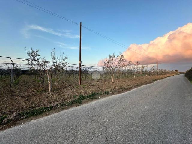 Terreno in vendita a Puglia, Foggia
