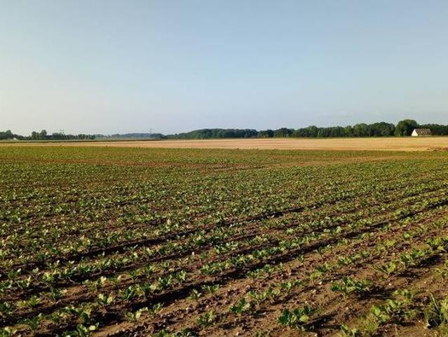 Terreno in vendita a Bagnarola, Cesenatico