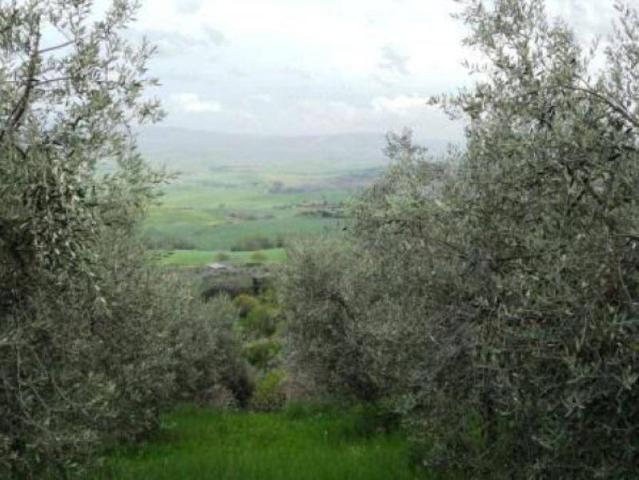 Terreno in vendita a Chianni, Toscana