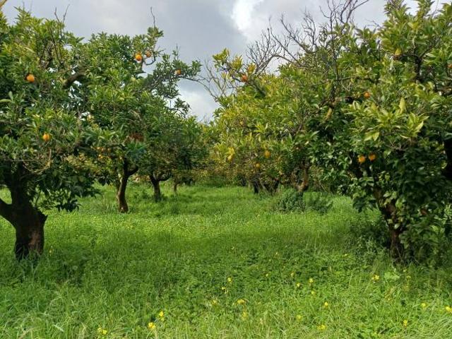 Terreno in vendita a Chiaramonte Gulfi, Sicilia