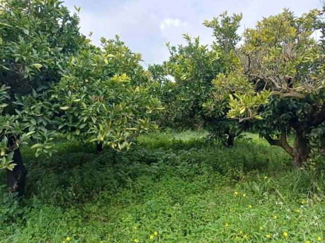 Terreno in vendita a Chiaramonte Gulfi, Sicilia