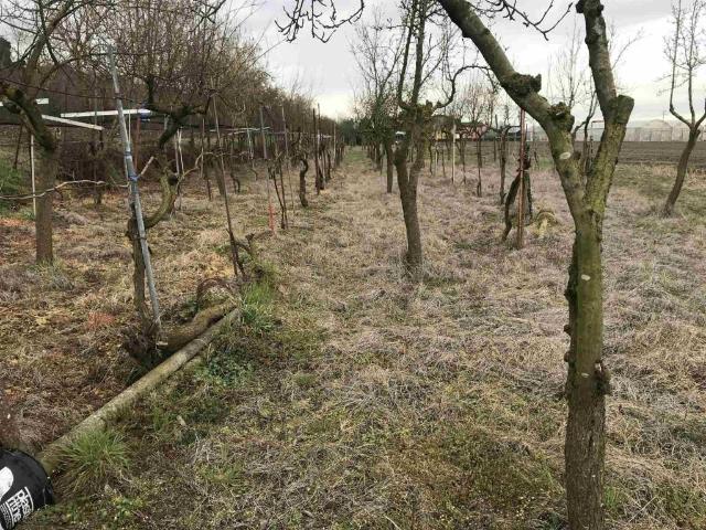 Terreno in vendita a Chioggia, Veneto