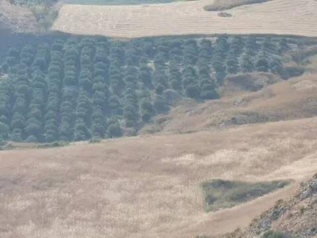 Terreno in vendita a Cianciana, Sicilia