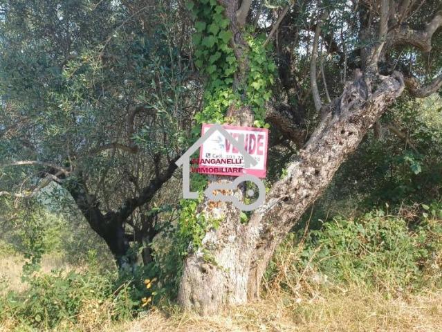 Terreno in vendita a Cicerale, Campania