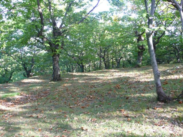 Terreno in vendita a Cinigiano, Toscana