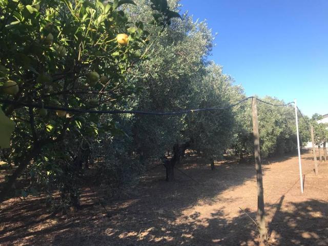 Terreno in vendita a Cisterna Di Latina, Lazio