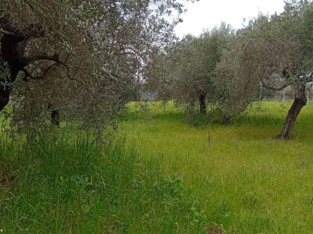 Terreno in vendita a Cisterna Di Latina, Lazio
