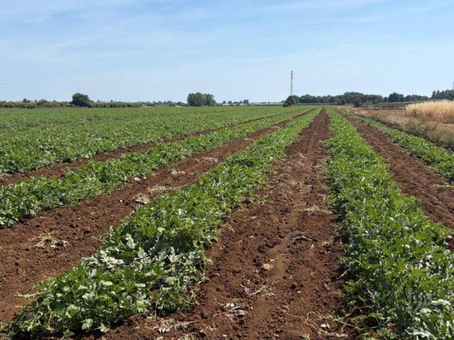 Terreno in vendita a Cisterna Di Latina, Lazio