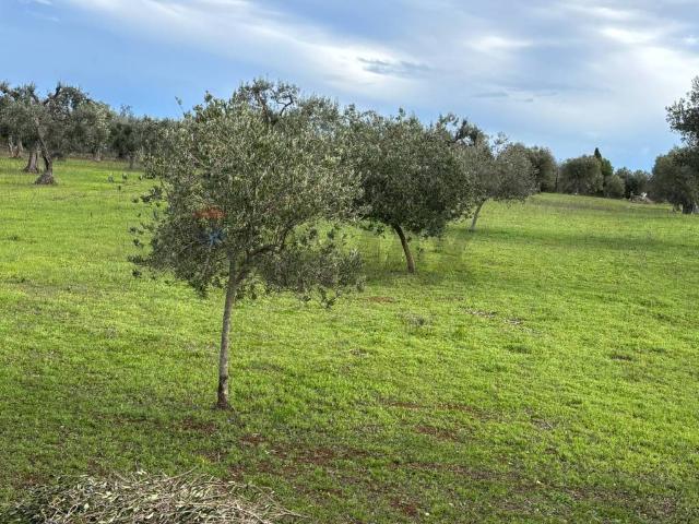 Terreno in vendita a Puglia, Brindisi