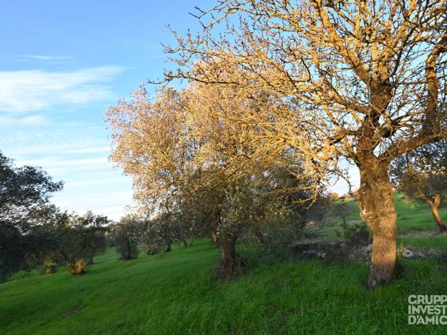 Terreno in vendita a Puglia, Brindisi
