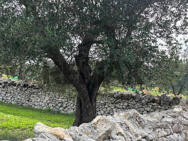 Terreno in vendita a Puglia, Brindisi