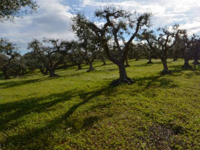Terreno in vendita a Puglia, Brindisi