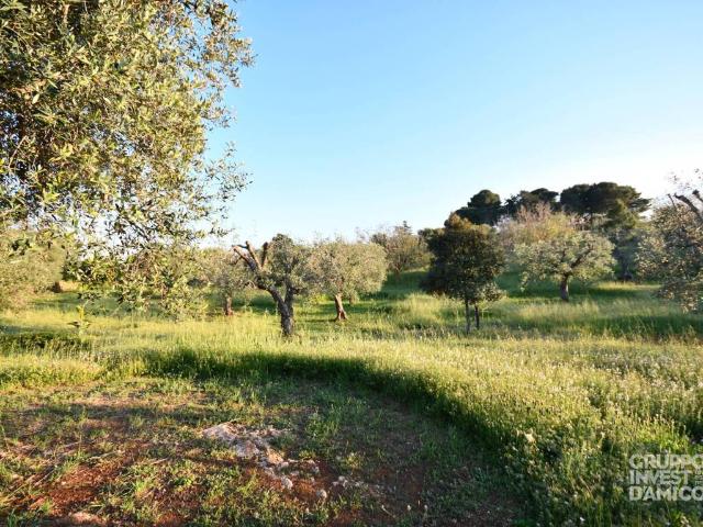 Terreno in vendita a Puglia, Brindisi
