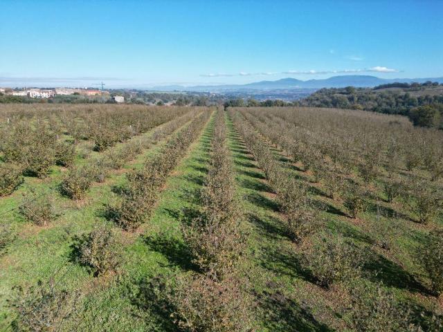 Terreno in vendita a Civita Castellana, Lazio
