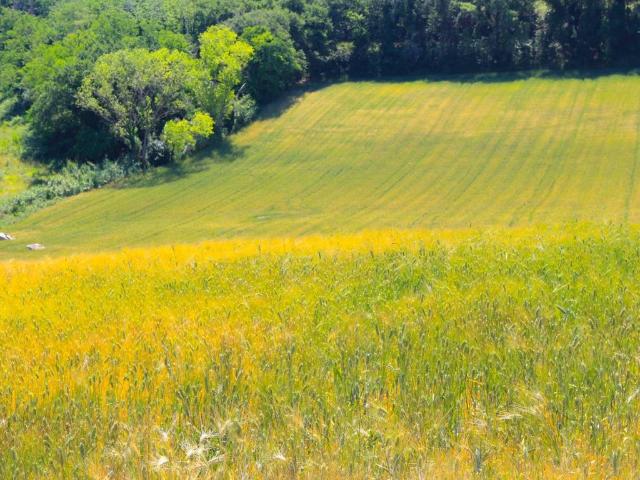 Terreno in vendita a Contrada San Savino, Marche
