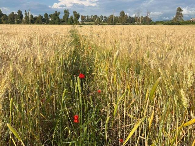 Terreno in vendita a Aurelia, Roma Capitale