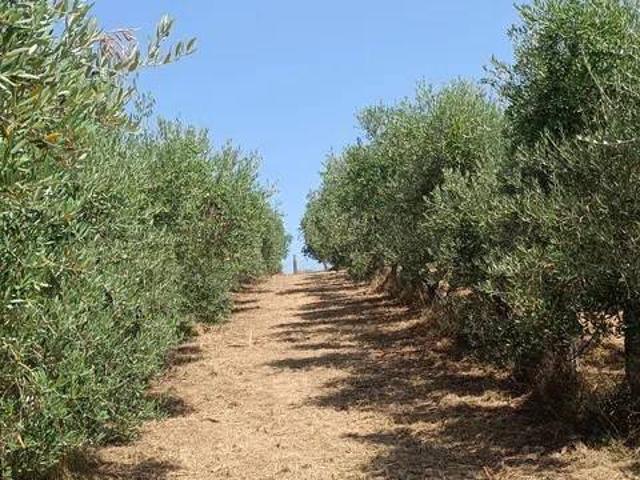 Terreno in vendita a Civitella in Val di Chiana, Viciomaggio
