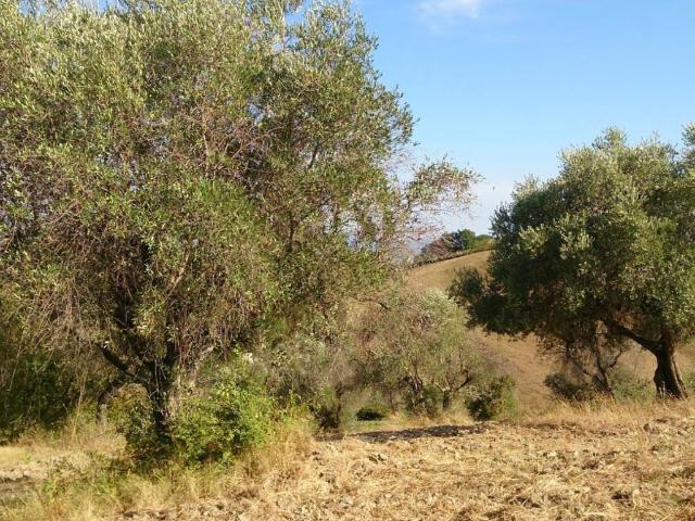 Terreno in vendita a Roma Capitale, Lazio