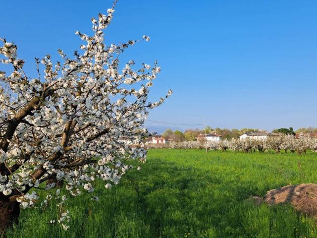 Terreno in vendita a Mason Vicentino, Veneto