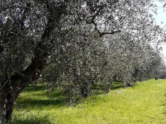 Terreno in vendita a Campiglia dei Foci, Colle Di Val D'elsa
