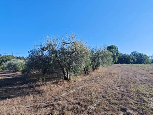 Terreno in vendita a Le Grazie, Colle Di Val D'elsa