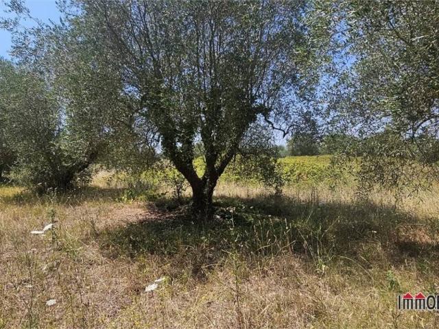 Terreno in vendita a Colle Di Val D'elsa, Toscana