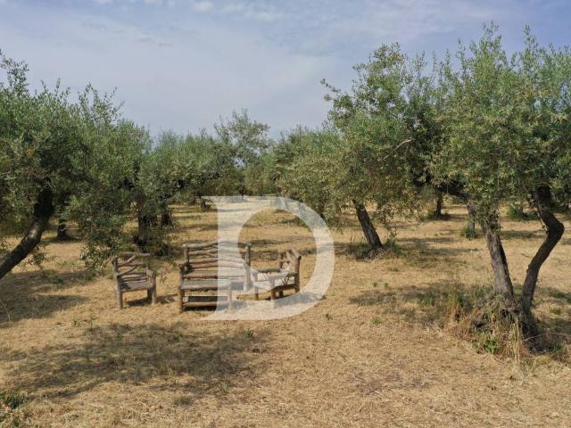 Terreno in vendita a Collecorvino, Abruzzo