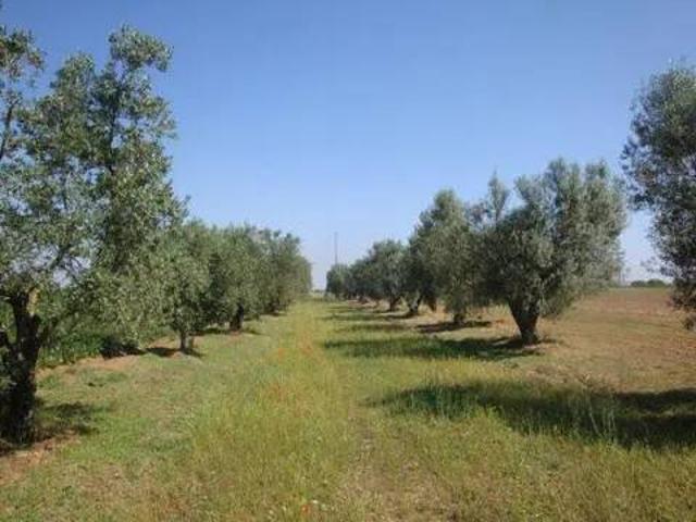 Terreno in vendita a Collecorvino, Abruzzo
