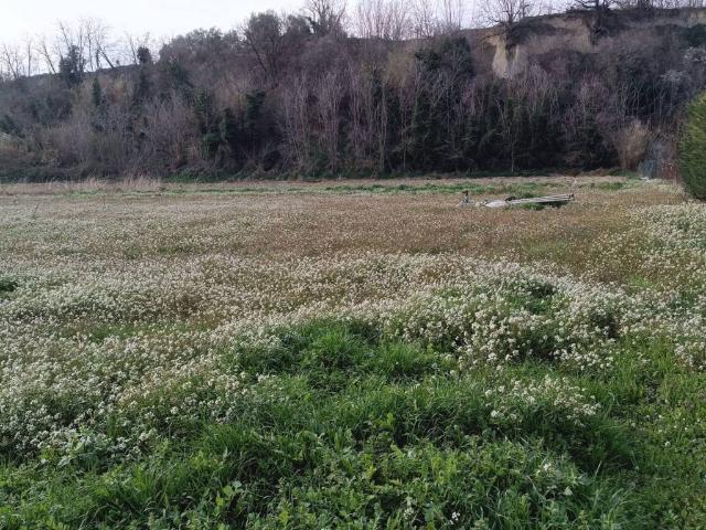 Terreno in vendita a Collecorvino, Abruzzo