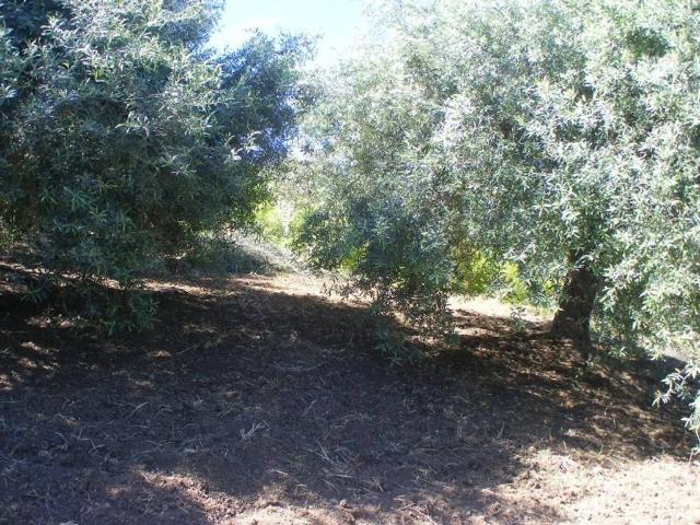 Terreno in vendita a Collesano, Sicilia