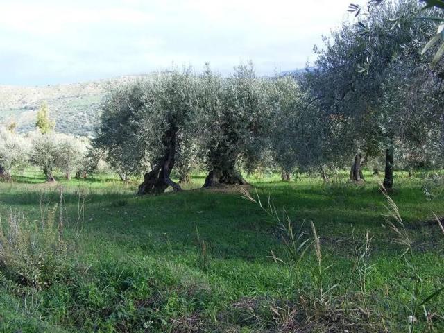 Terreno in vendita a Collesano, Sicilia
