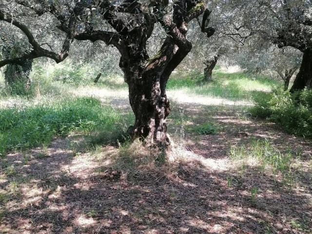 Terreno in vendita a Monte, Colognola Ai Colli