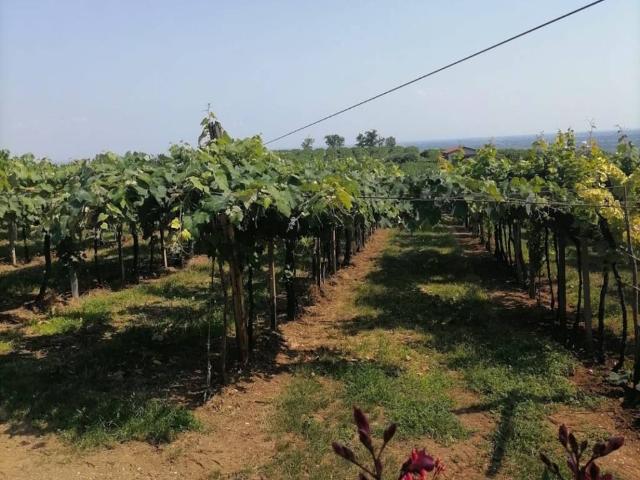 Terreno in vendita a Monte, Colognola ai Colli