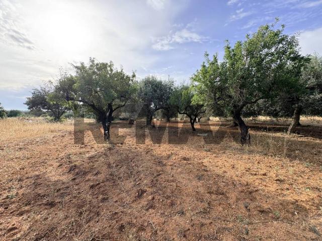 Terreno in vendita a Comiso, Sicilia