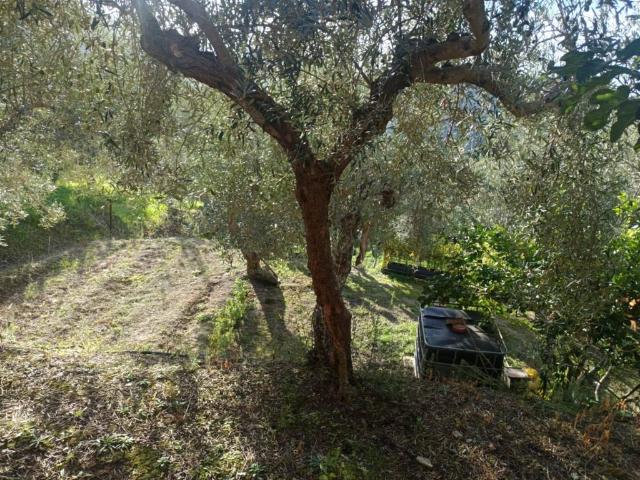 Terreno in vendita a Condrò, Sicilia