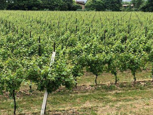 Terreno in vendita a Conegliano, Veneto