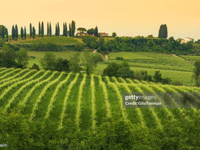 Terreno in vendita a Monticella, Conegliano