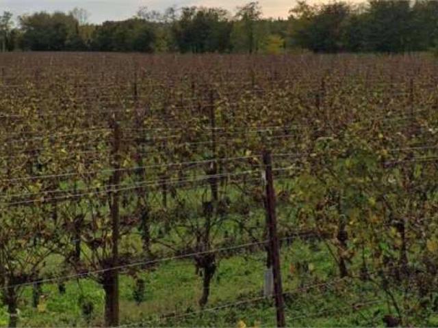 Terreno in vendita a Conegliano, Veneto