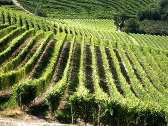 Terreno in vendita a Conegliano, Veneto