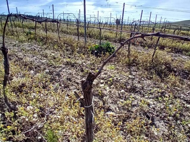 Terreno in vendita a Contessa Entellina, Sicilia
