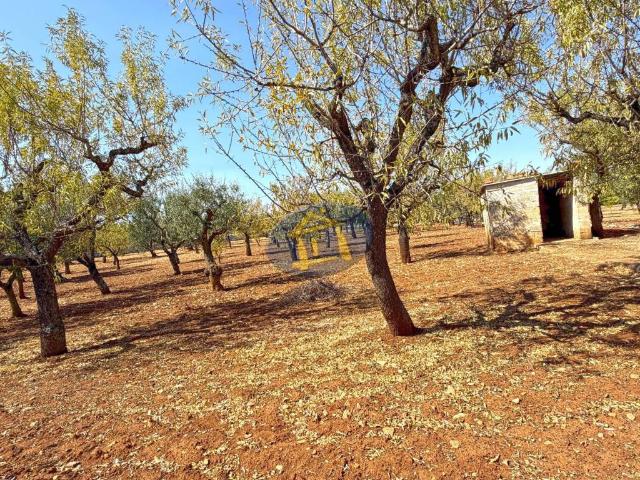 Terreno in vendita a Puglia, Bari
