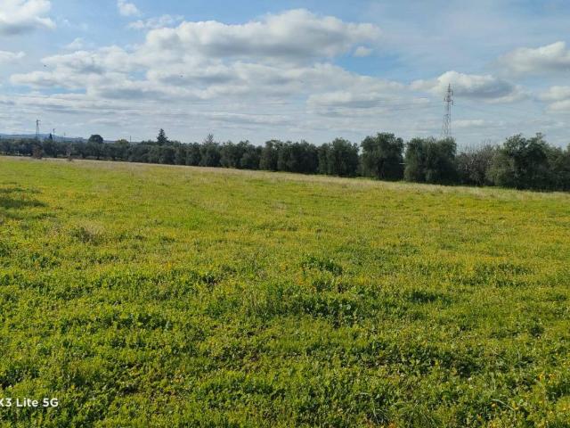 Terreno in vendita a Corato, Bari