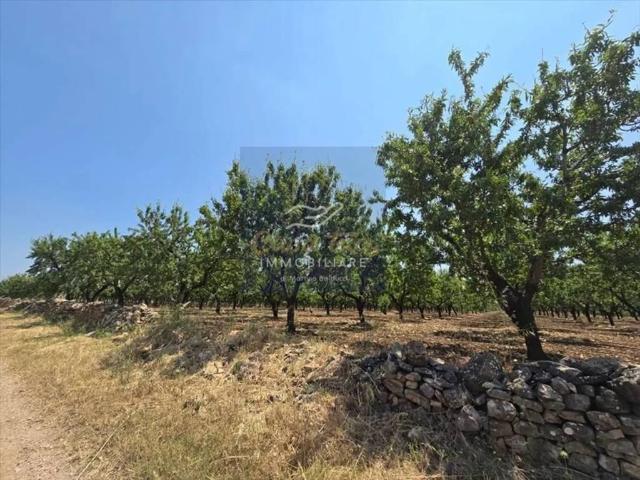 Terreno in vendita a Corato, Bari