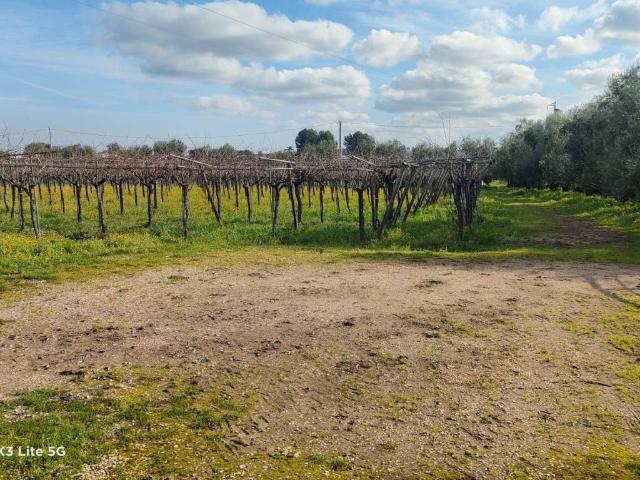 Terreno in vendita a Puglia, Bari