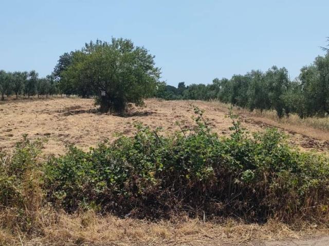 Terreno in vendita a Puglia, Bari