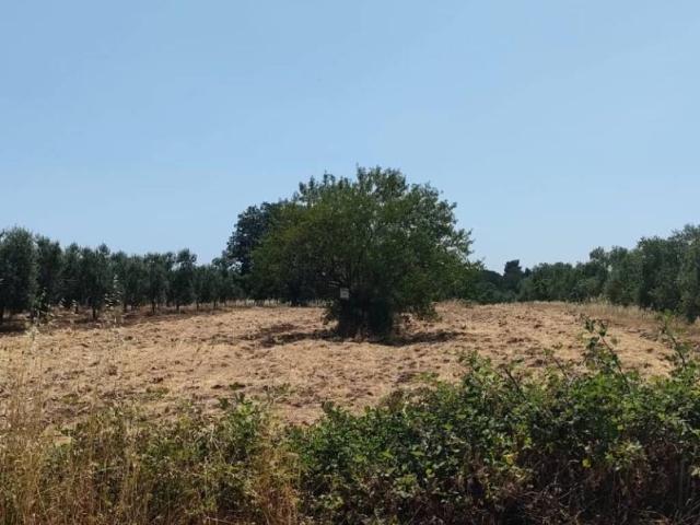 Terreno in vendita a Puglia, Bari